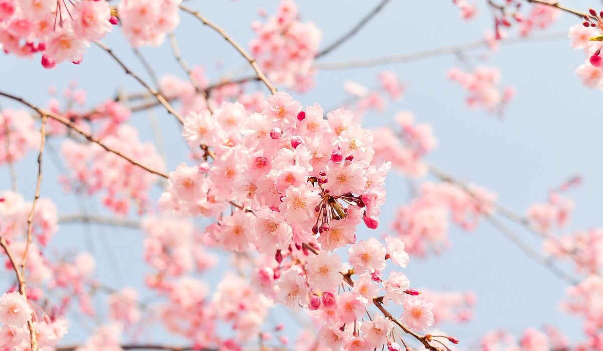 Потепління та покращення погодних умов у Києві. Фото: Pixabay